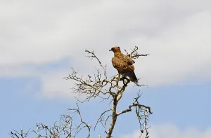 Wahlberg's eagle in Kruger National Park