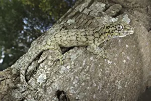 Wahlberg's Velvet Gecko (Homopholis wahlbergii)