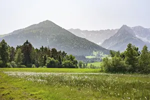 Walchsee, flower meadow and Zahmer Kiaser mountain range