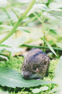 Wald Birke Maus (Sicista betulina) klein in seinem naturlichen Lebensraum<br> Wald Birke Maus (Sicista betulina)
