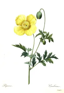 Wald-Scheinmohn (Papaver) cambricum L