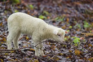 A Waldschaf lamb, Ovis gmelini aries