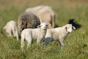 Waldschaf (Landschafrasse) (domestic sheep breed) lambs on a pasture