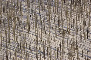 Waldsterben forest dieback
