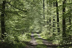 Waldweg