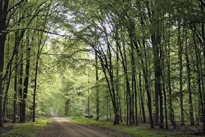 Waldweg
