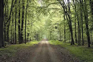 Waldweg