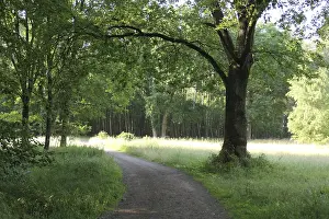 Waldweg