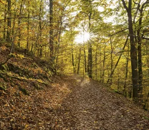 Waldweg in autumn, Kellerwald-Edersee National Park