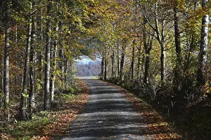 Waldweg in der Rhon<br> Waldweg in der Rhn