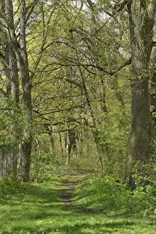 Waldweg, Schorfheide, Brandenburg, Germany
