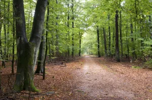 Waldweg, Wernerwald, Cuxhaven, Lower Saxony