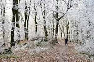 A walker walks along a forest trail lined with frosty trees in winter
