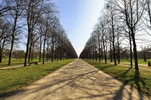 Walkers in the lime tree avenue