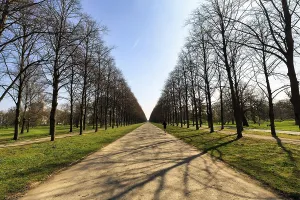 Walkers in the lime tree avenue