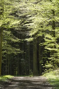 Walking path in a beech forest in spring