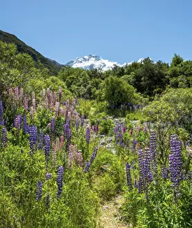 Walking path through lupines, purple multifoliate lupines (Lupinus polyphyllus)