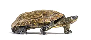 Walking Spanish pond turtle, Mauremys leprosa