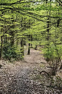Walking trail in a Beech forest (Fagus)