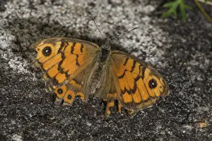 Wall brown (Lasiommata megera)