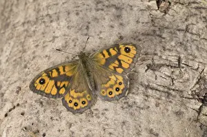 Wall Brown (Lasiommata megera)