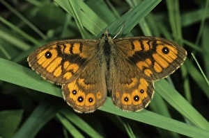 The Wall butterfly (Lasiommata megera) sunning itself