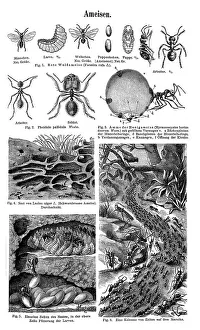 Wall chart, Ants, an illustration from Meyers Konversations-Lexikon