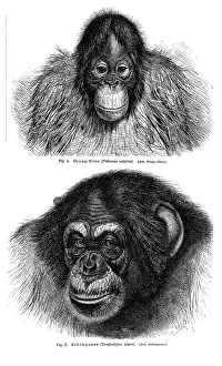 Wall chart, Monkeys I, an illustration from Meyers Konversations-Lexikon