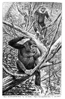 Wall chart, Monkeys II, an illustration from Meyers Konversations-Lexikon