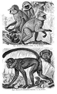 Wall chart, Monkeys III, an illustration from Meyers Konversations-Lexikon