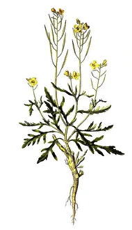 Wall double seed, Diplotaxis muralis