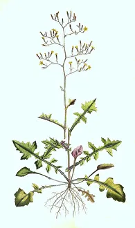 Wall lettuce, Mycelis muralis, Syn Lactua muralis