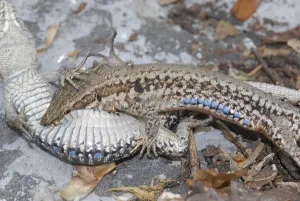 Wall lizard (Podarcis muralis)