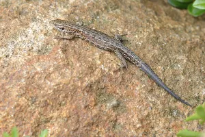 Wall lizard, Podarcis muralis, Common wall lizard