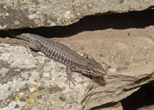 Wall lizard Podarcis muralis'<br> Wall lizard Podarcis muralis