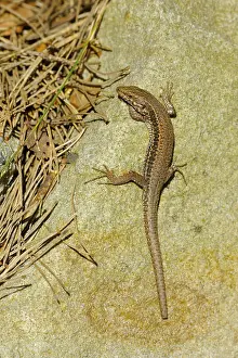 Wall lizard, sunbathing, tail grown back