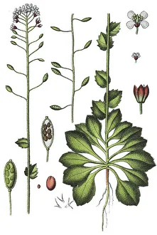 Wall whitlowgrass (Draba muralis)