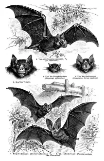 Wallchart of bats, illustration from Meyers Konversationslexikon