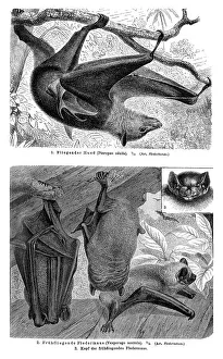 Wallchart with bats, illustration from Meyers Konversationslexikon