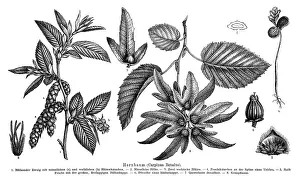Wallchart of a Hornbeam, illustration
