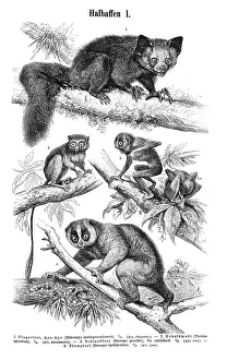 Wallchart of prosimians, illustration from Meyers Konversationslexikon