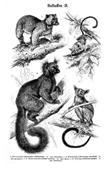Wallchart with prosimians, illustration from Meyers Konversationslexikon