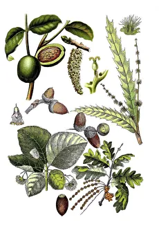 Walnut, Juglans regia (top left and centre)