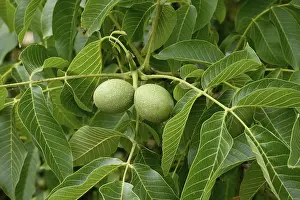Walnut tree with walnuts, July, Germany