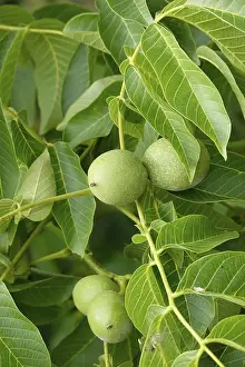 Walnut tree with walnuts, July, Germany