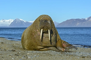 Category Scandinavia Prints: Walrus (Odobenus rosmarus) at the beach