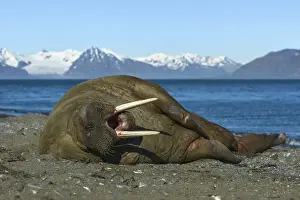 Walrus (Odobenus rosmarus) is located on the shore