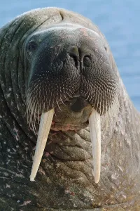 Walrus (Odobenus rosmarus), Nunavut Territory
