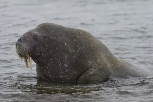 Walrus (Odobenus rosmarus), Phippsoya