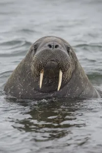 Walrus (Odobenus rosmarus), Phippsoya